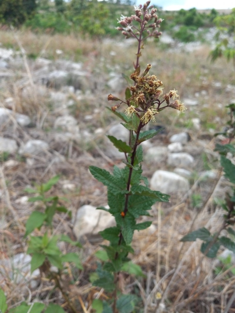 Koanophyllon gibbosum photo 5