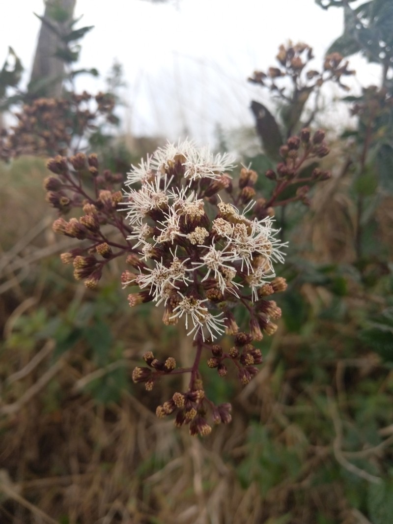 Koanophyllon gibbosum photo 6