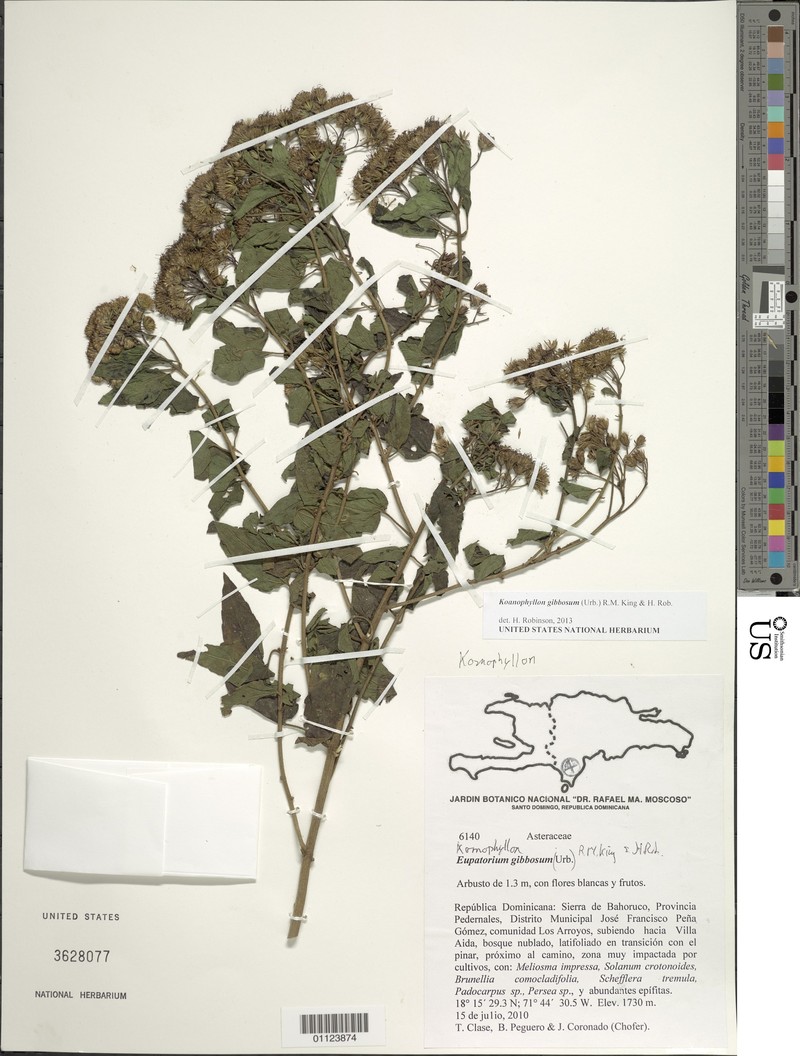 Koanophyllon gibbosum photo 8