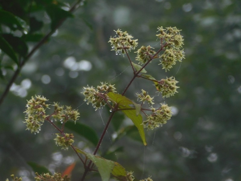 Koanophyllon gracilicaule photo 2