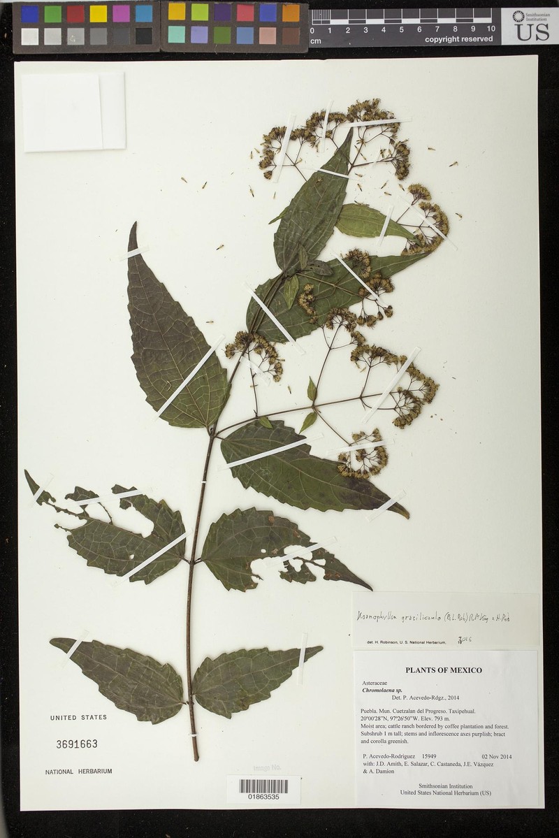 Koanophyllon gracilicaule photo 3
