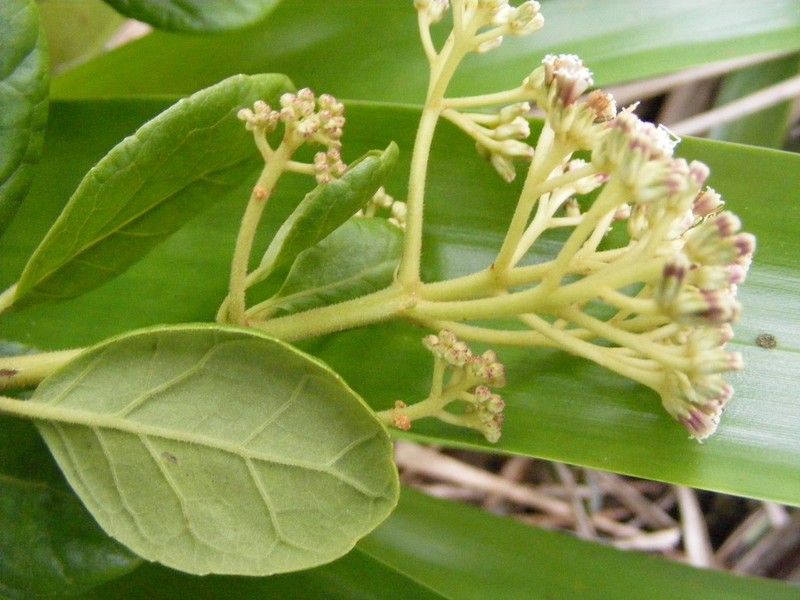 Koanophyllon hammatocladum
