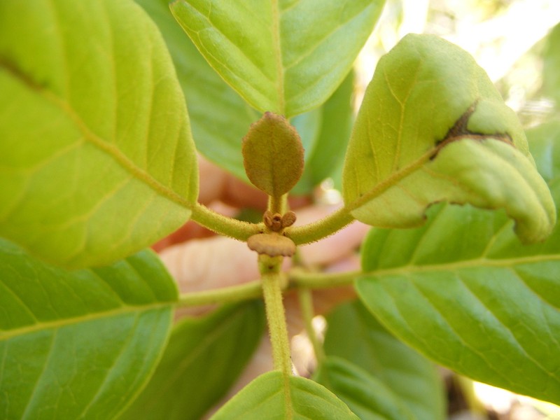 Koanophyllon hammatocladum photo 2