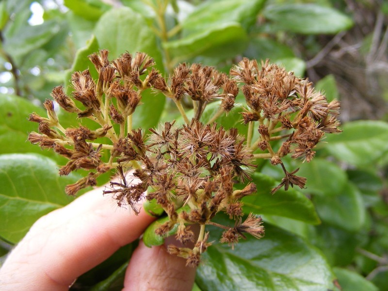 Koanophyllon hammatocladum photo 3