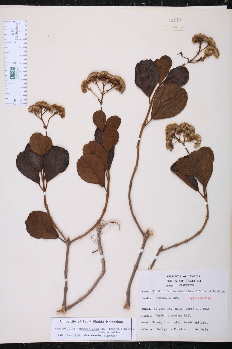 Koanophyllon hammatocladum photo 4