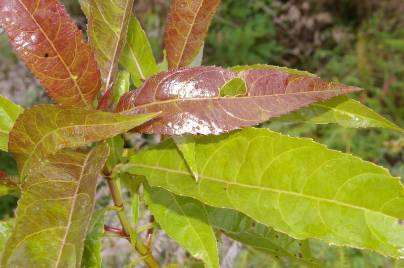 Koanophyllon hylonomum
