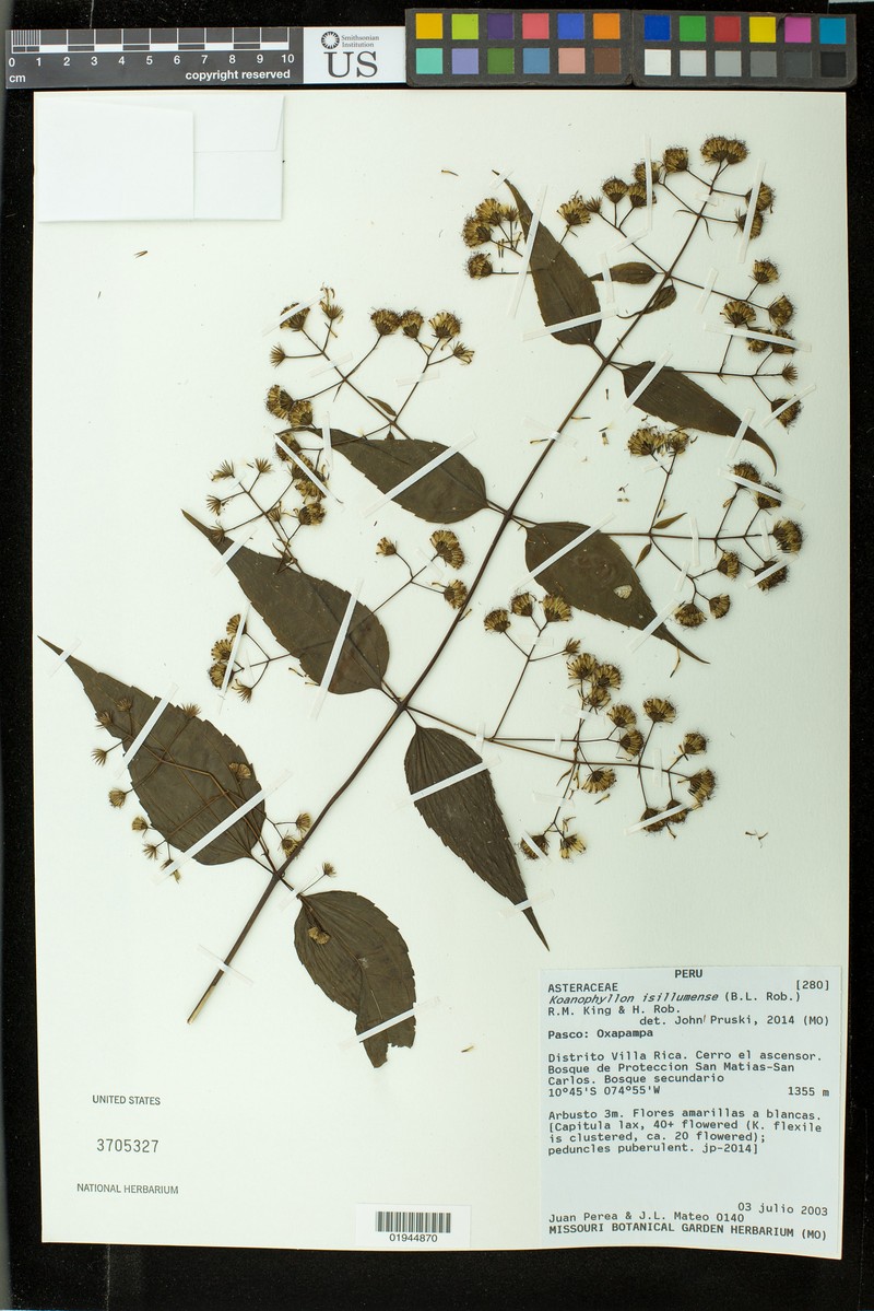 Koanophyllon isillumense