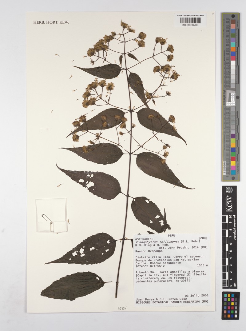 Koanophyllon isillumense photo 2