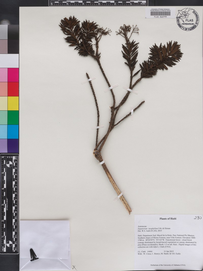 Koanophyllon iteophyllum