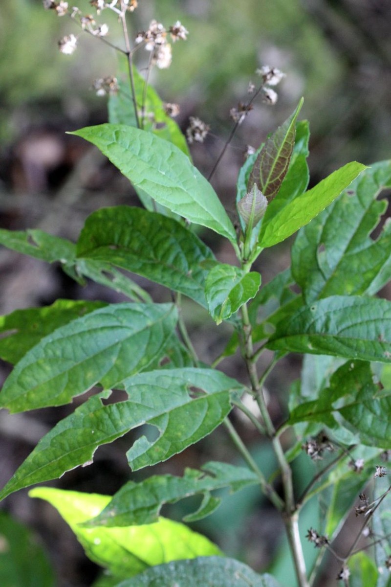 Koanophyllon jinotegense