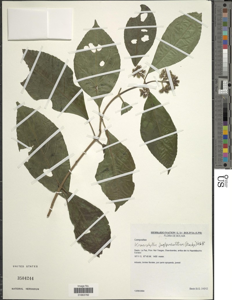 Koanophyllon jugipaniculatum