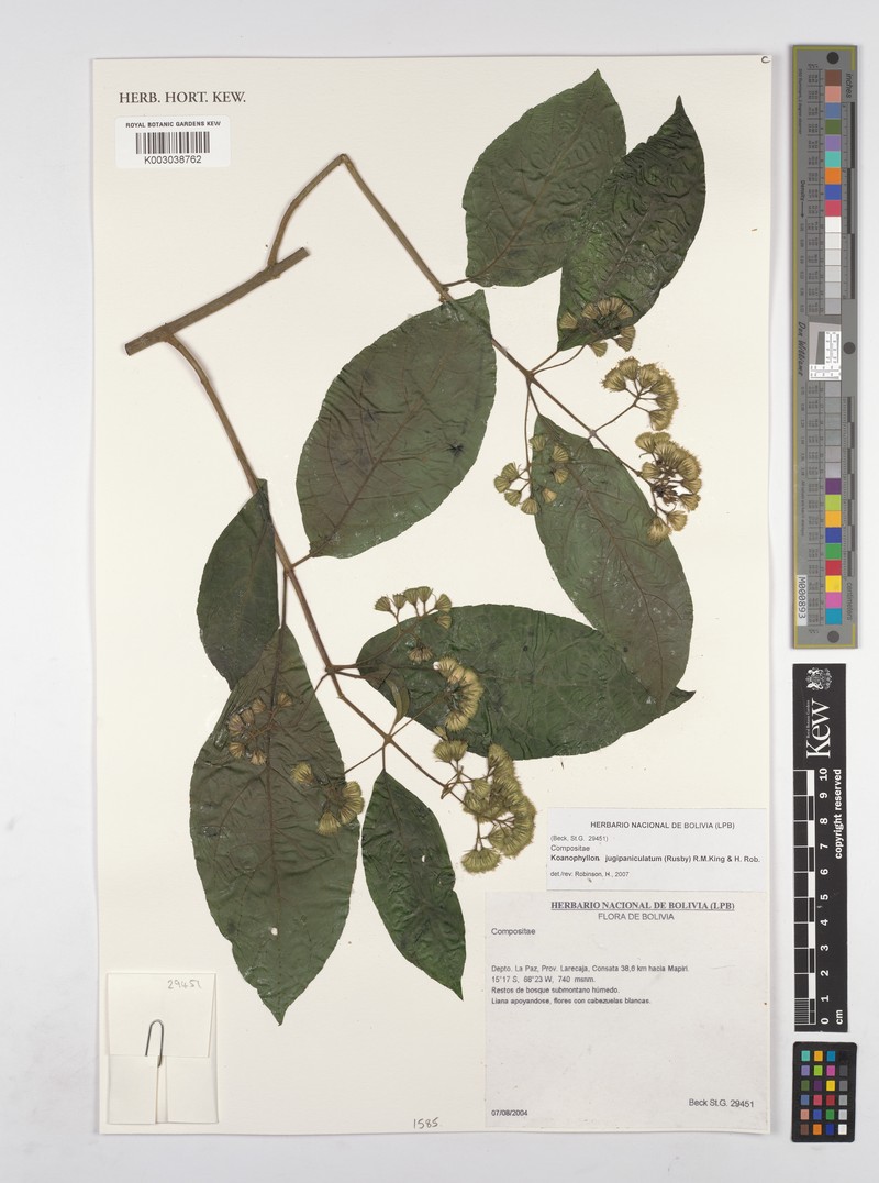 Koanophyllon jugipaniculatum photo 2