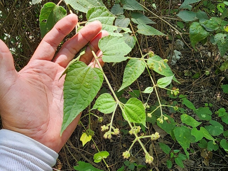 Koanophyllon longifolium photo 2