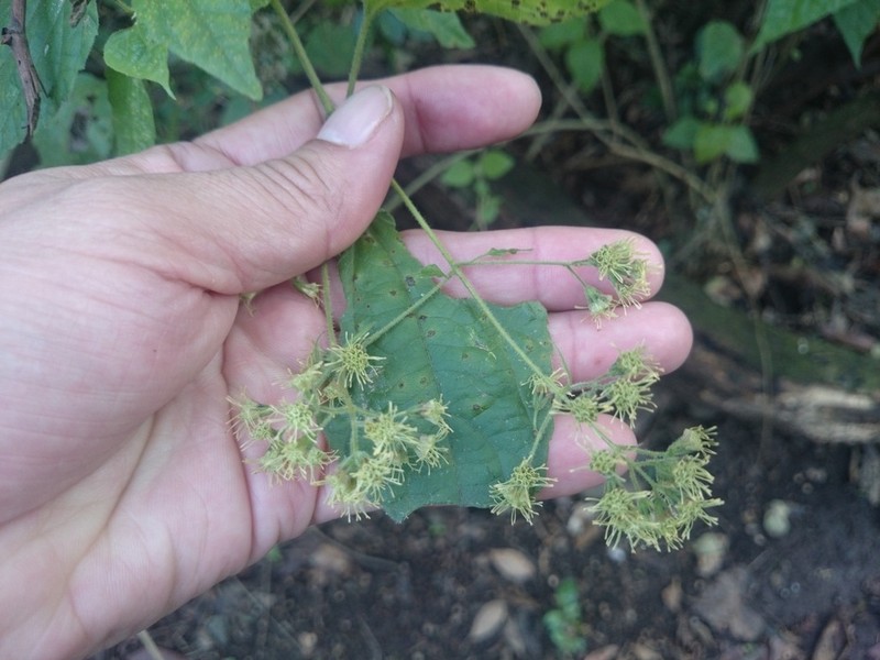 Koanophyllon longifolium photo 3