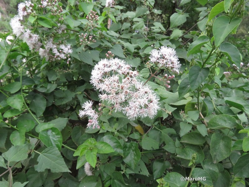 Koanophyllon longifolium photo 4