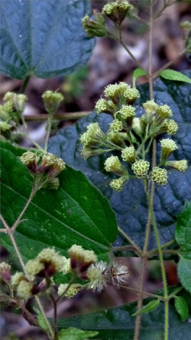 Koanophyllon longifolium photo 5
