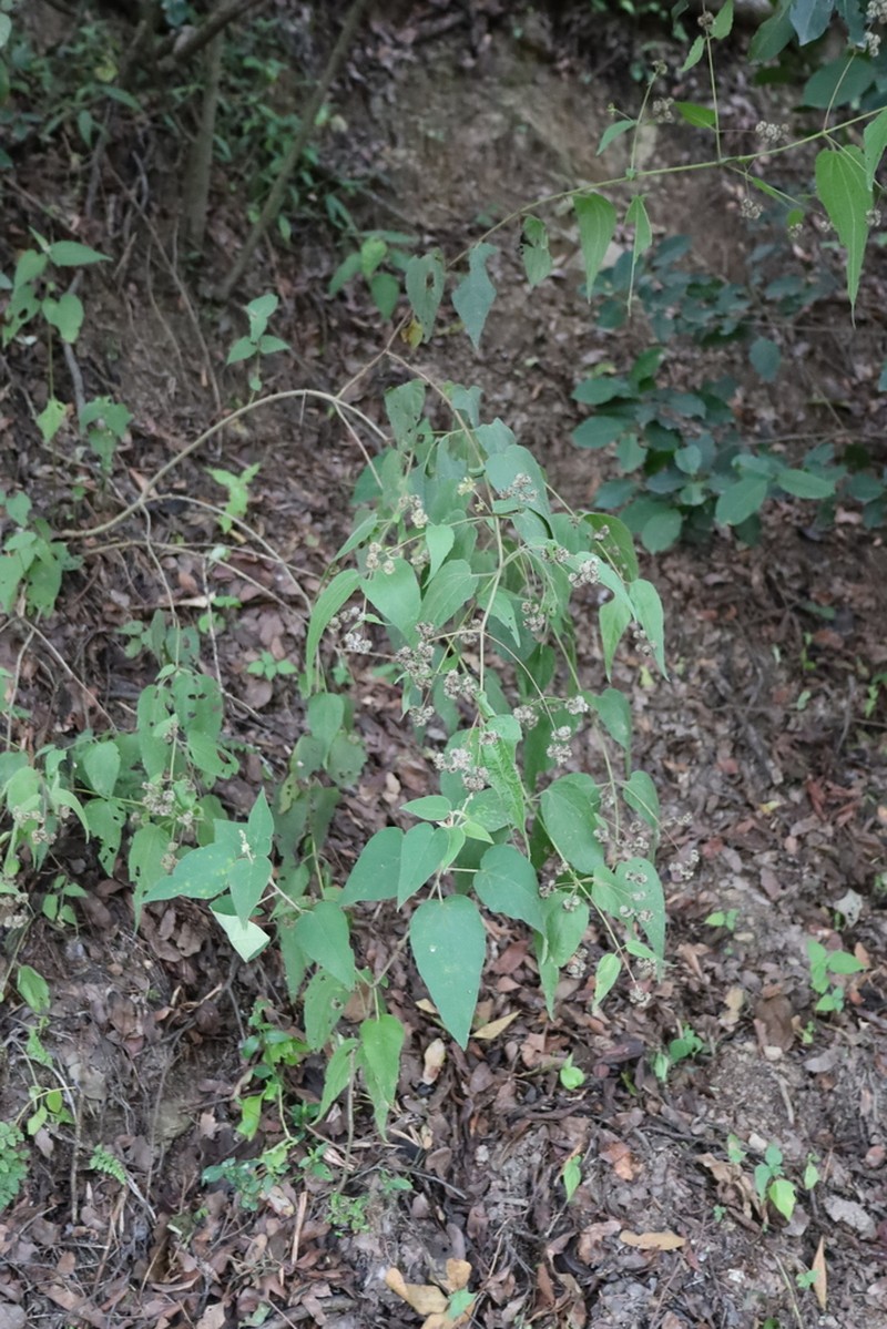 Koanophyllon longifolium photo 6