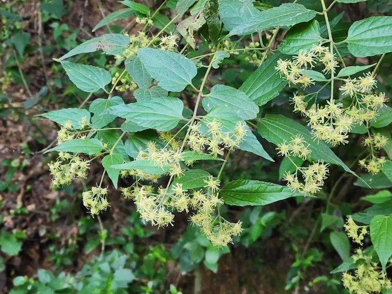 Koanophyllon longifolium photo 7