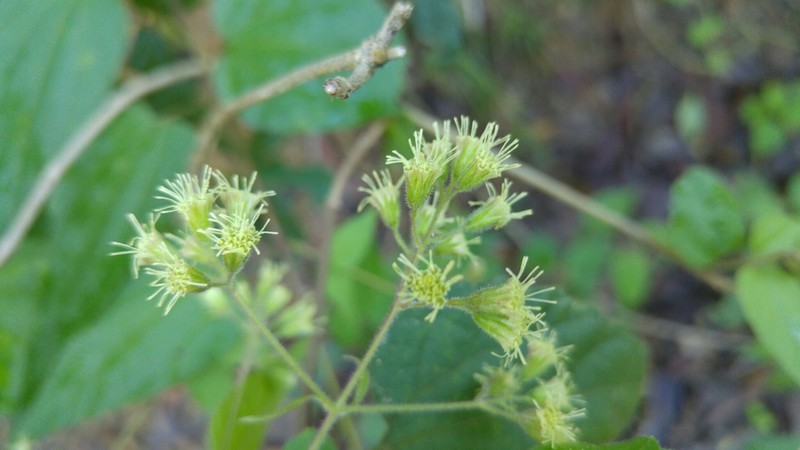 Koanophyllon longifolium photo 8