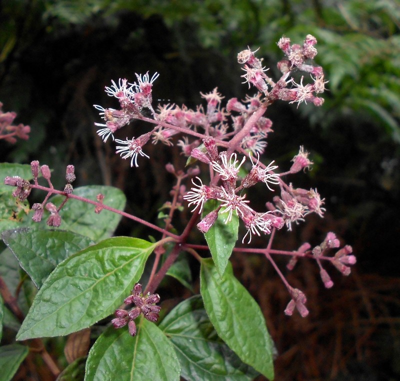 Koanophyllon maestrense