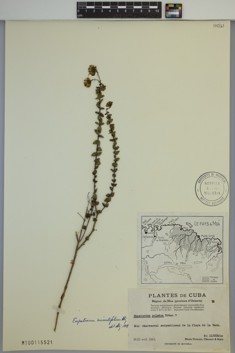 Koanophyllon minutifolium