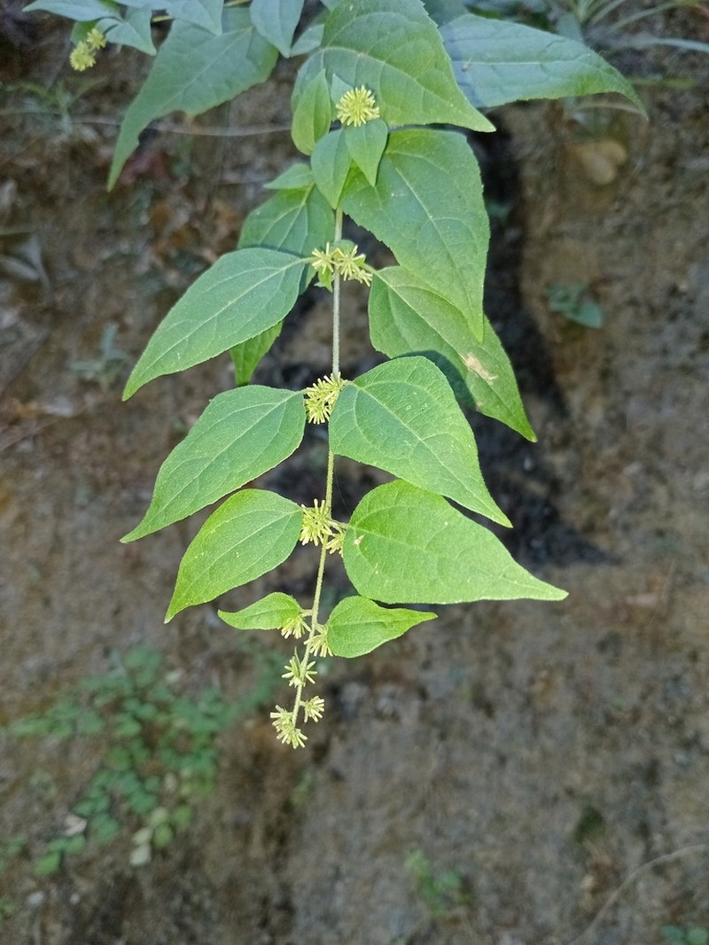 Koanophyllon monanthum photo 2