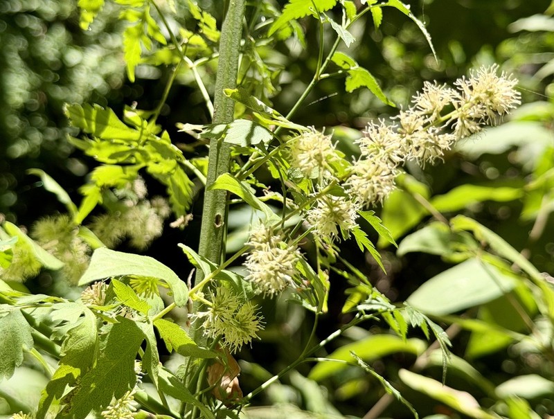 Koanophyllon monanthum photo 3