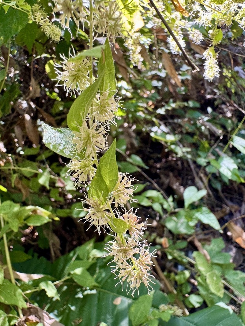 Koanophyllon monanthum photo 4
