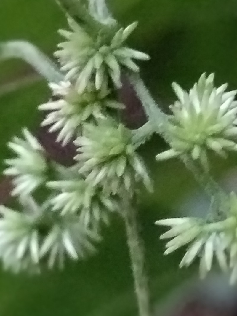 Koanophyllon monanthum photo 5