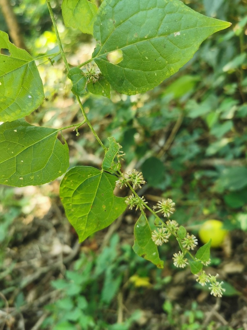 Koanophyllon monanthum photo 6