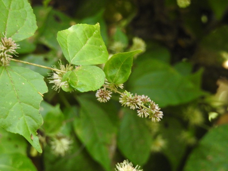 Koanophyllon monanthum photo 7