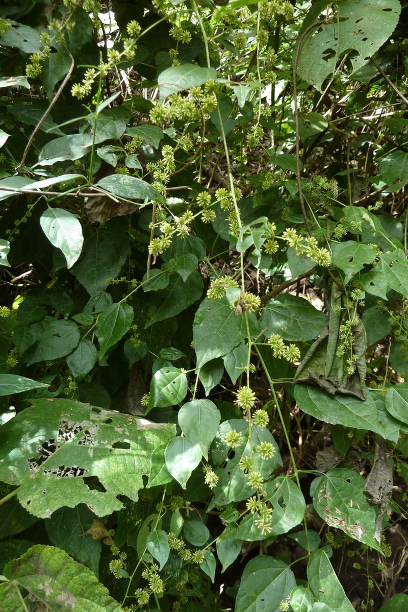 Koanophyllon monanthum photo 8