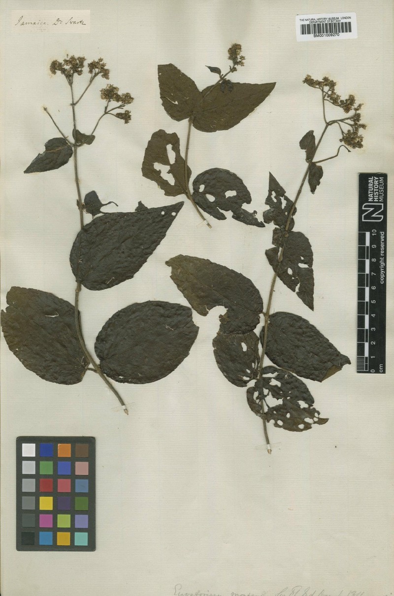Koanophyllon montanum
