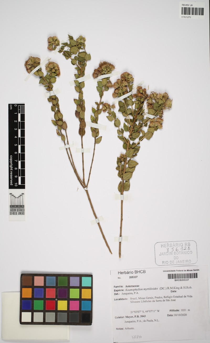 Koanophyllon myrtilloides