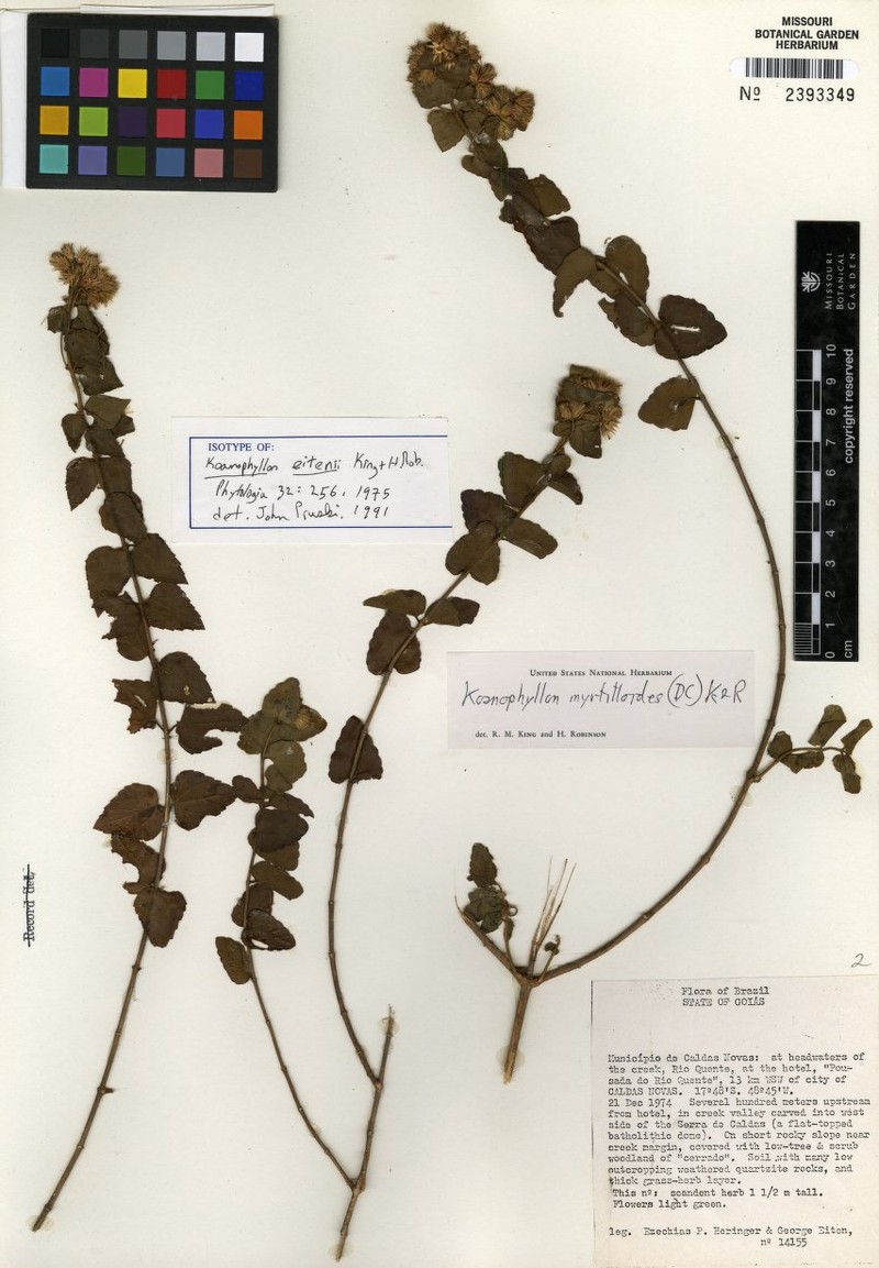 Koanophyllon myrtilloides photo 2