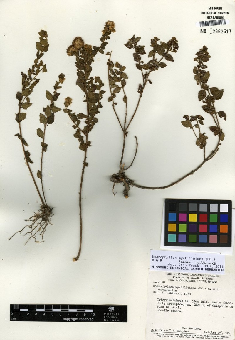 Koanophyllon myrtilloides photo 3