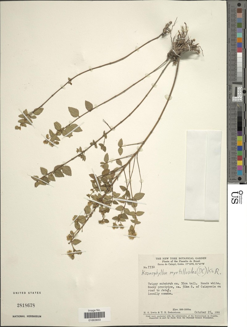 Koanophyllon myrtilloides photo 4