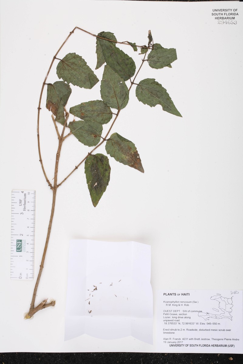 Koanophyllon nervosum