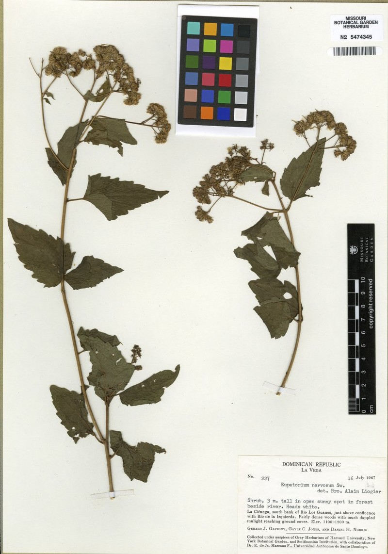 Koanophyllon nervosum photo 2