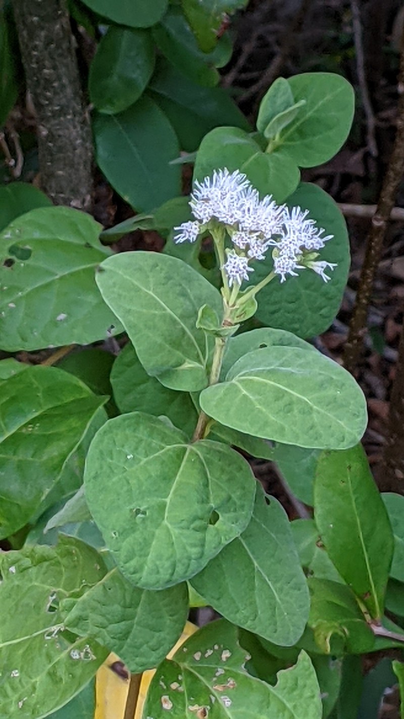 Koanophyllon obtusissimum photo 2