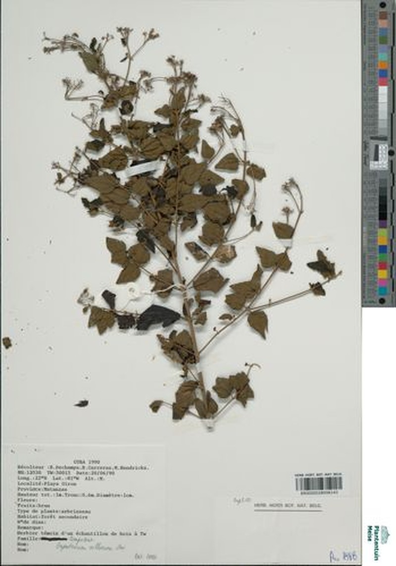 Koanophyllon obtusissimum photo 3