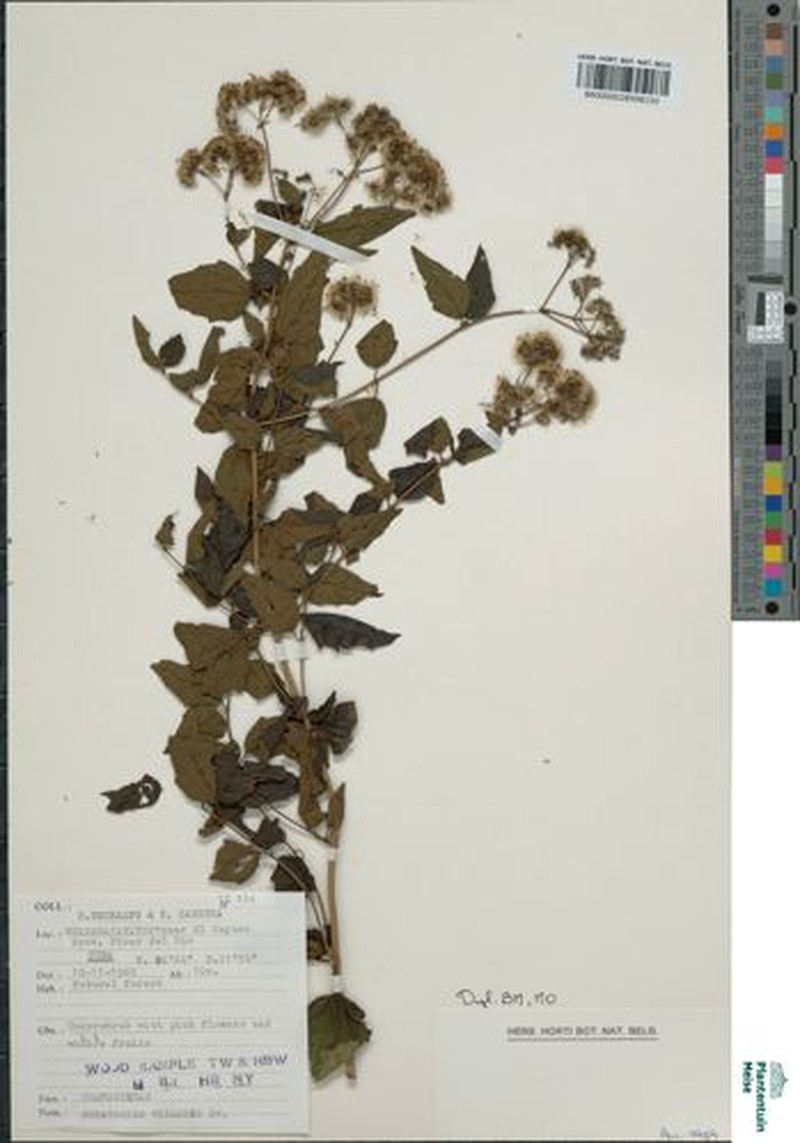 Koanophyllon obtusissimum photo 4