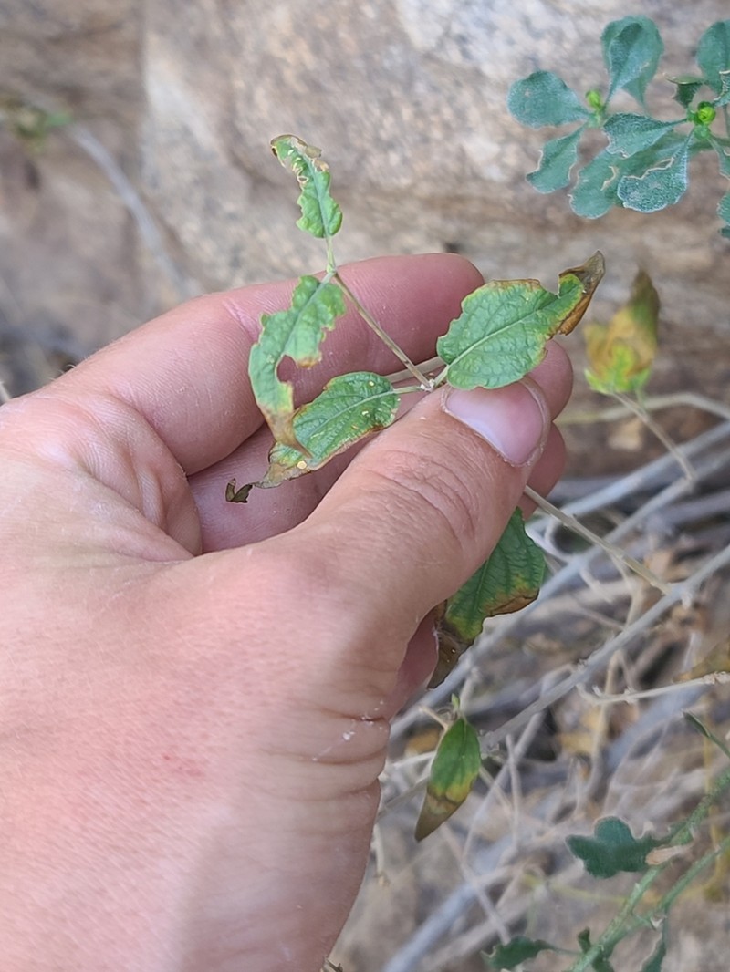 Koanophyllon palmeri