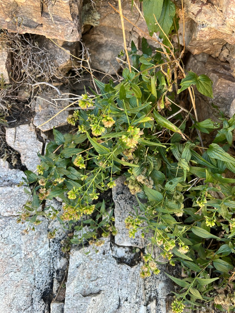 Koanophyllon palmeri photo 2