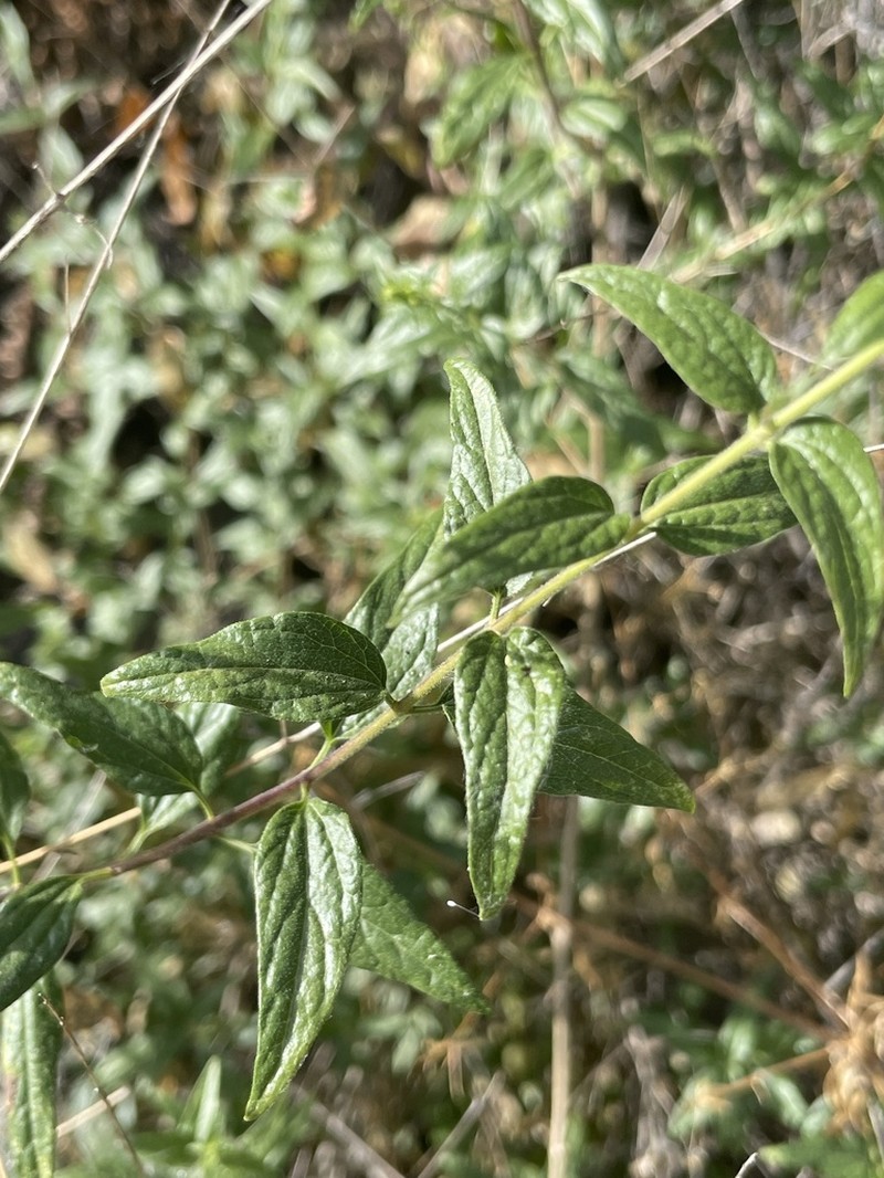 Koanophyllon palmeri photo 3
