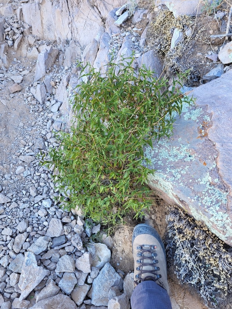Koanophyllon palmeri photo 4