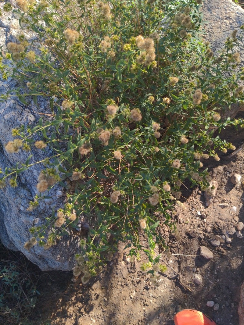 Koanophyllon palmeri photo 5