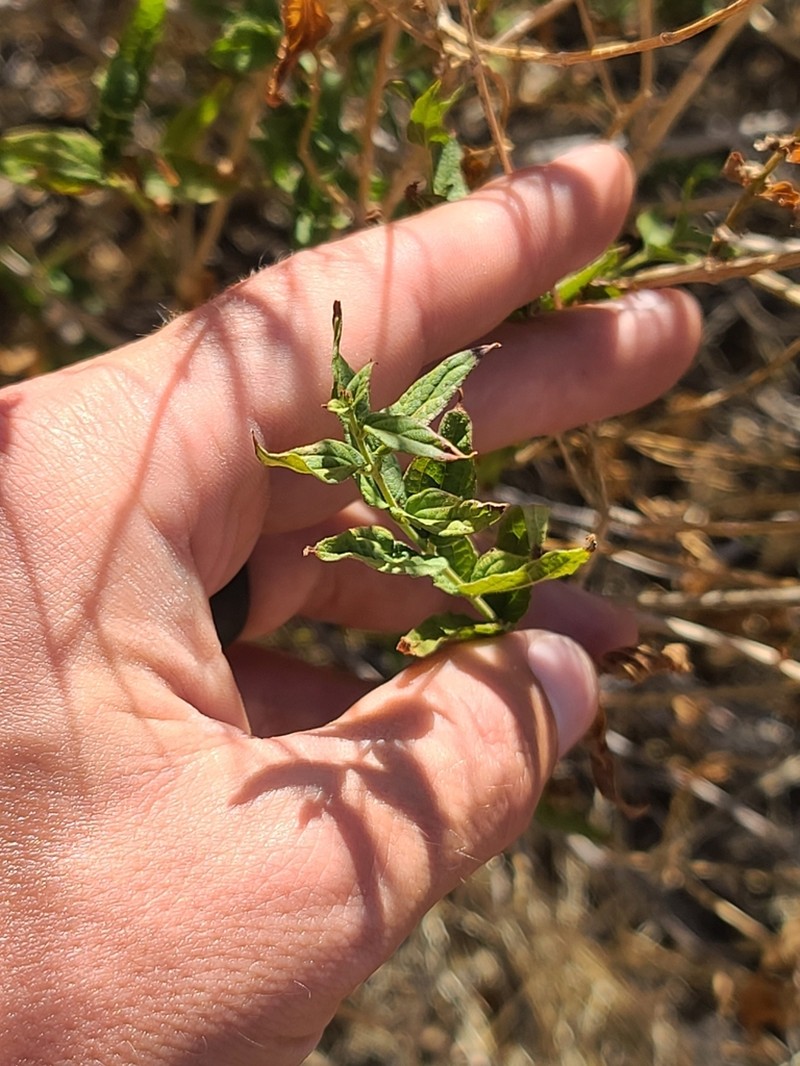 Koanophyllon palmeri photo 6