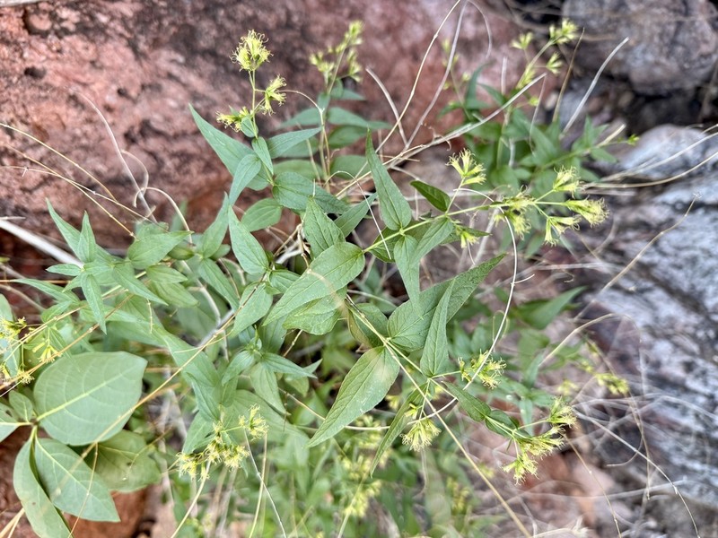 Koanophyllon palmeri photo 7