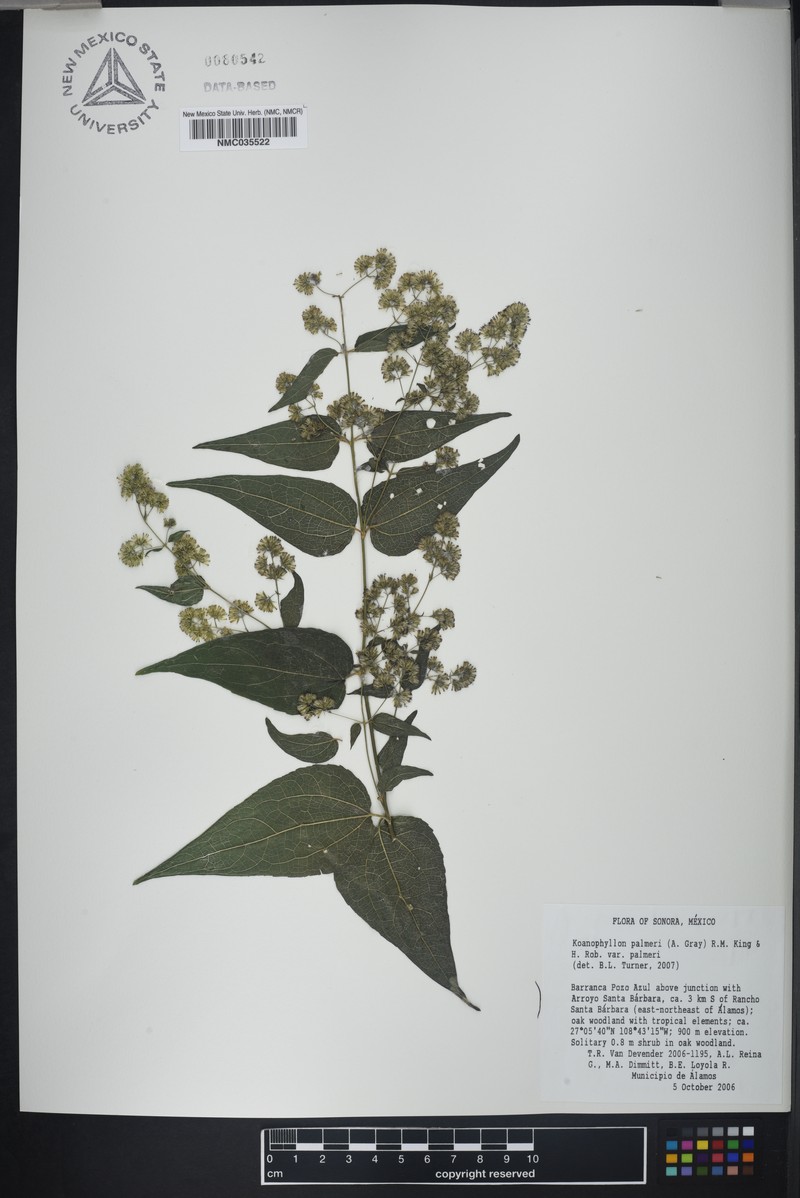 Koanophyllon palmeri var. palmeri
